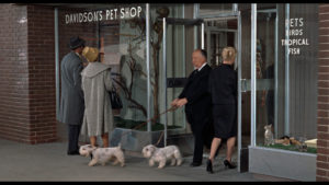 Alfred Hitchcock cameo Ptaki
