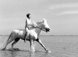 Ciekawe filmy o koniach - Biała grzywa