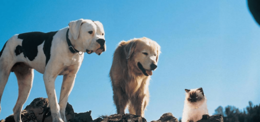 Filmy o psach dla dzieci - Niezwykła podróż