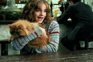 Film koty - Krzywołap z Harry Potter