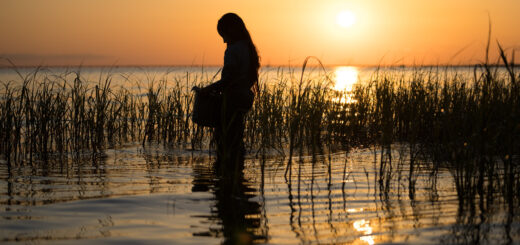 Where the crawdads sing novel review