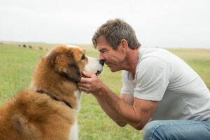 20 best movies about dogs - a dogs purpose