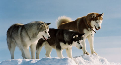 dog movies list - Eight Below