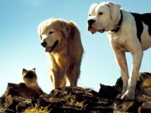 dog films - homeward bound