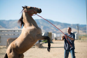 20 greatest films about horses the mustang