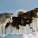 dog movies list - Eight Below